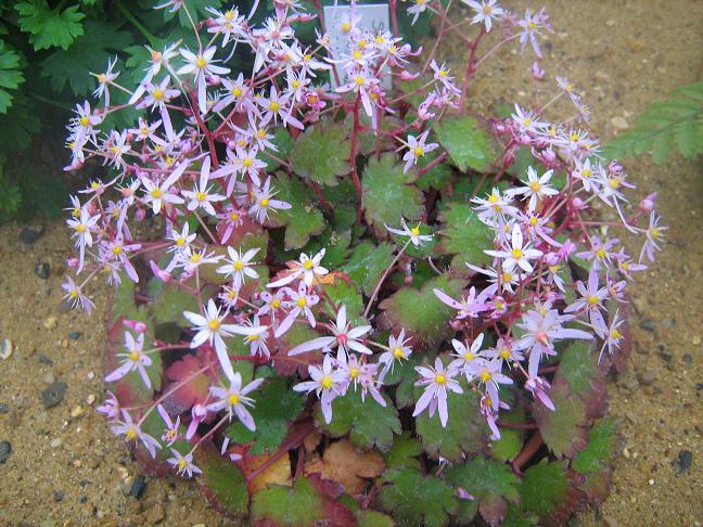 Saxifraga fortunei 'Pink Haze' 