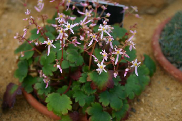 Saxifraga fortunei 'Pink Haze' 