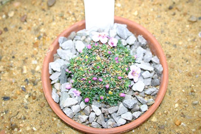 Saxifraga 'Frederic Chopin' 