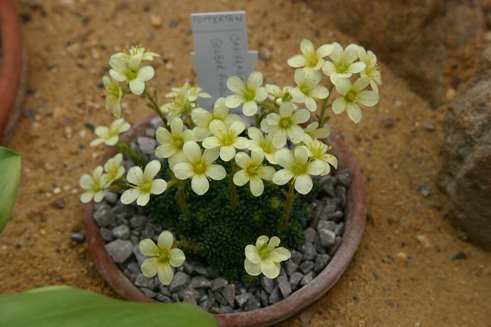 Saxifraga 'Gelber Findling' 