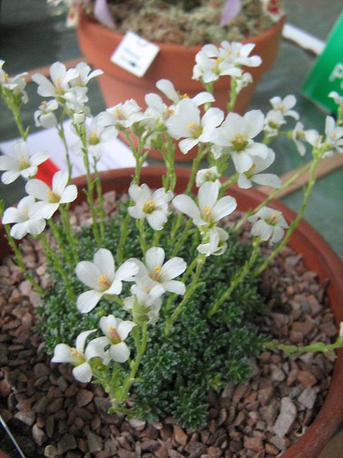 Saxifraga 'George Mendel' 