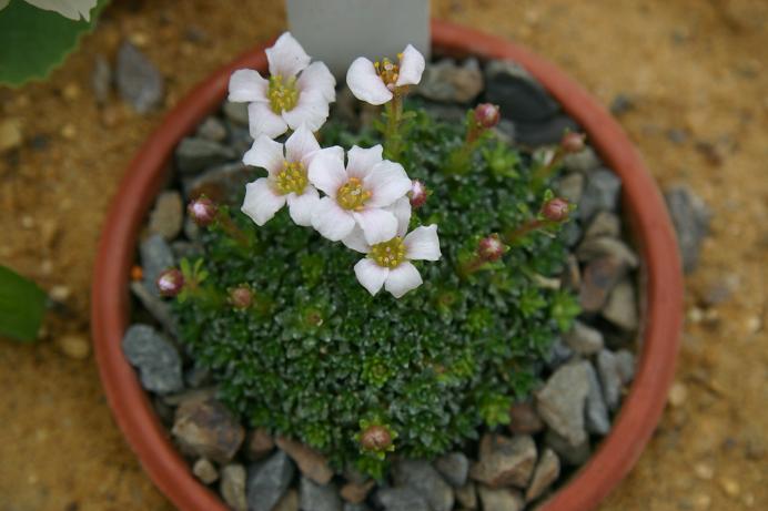 Saxifraga 'Gloriosa' 