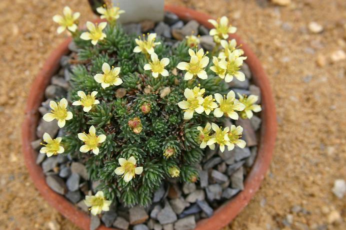 Saxifraga 'Godseffiana' 