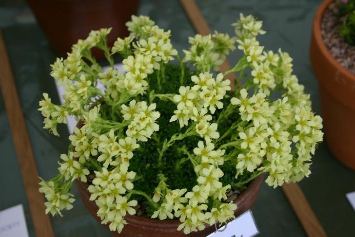 Saxigraga 'Gregor Mendel' 