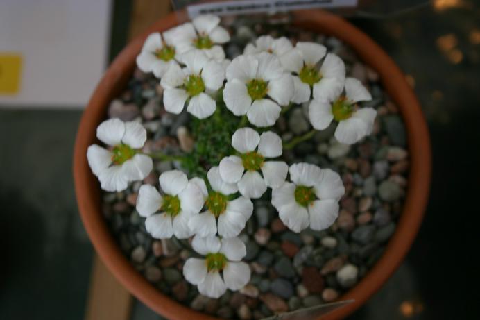 Saxifraga iranica 'Cumulus' 