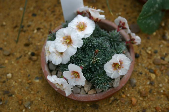 Saxifraga 'Jan Nervda' 