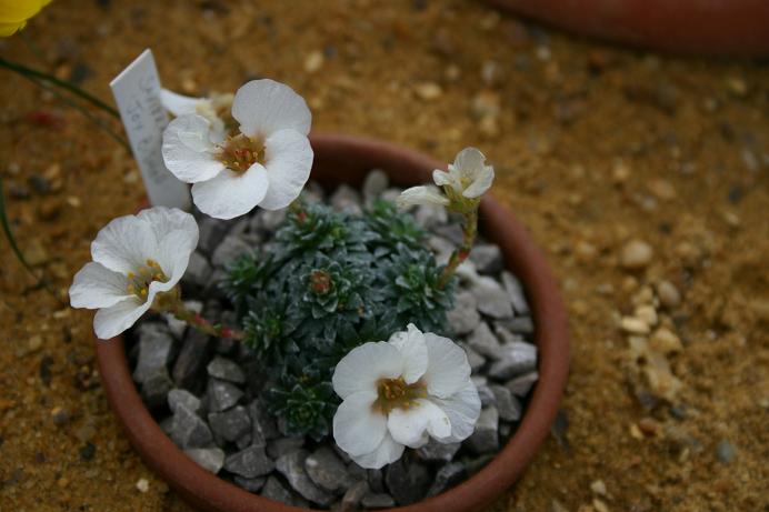 Saxifraga 'Joy Bishop' 