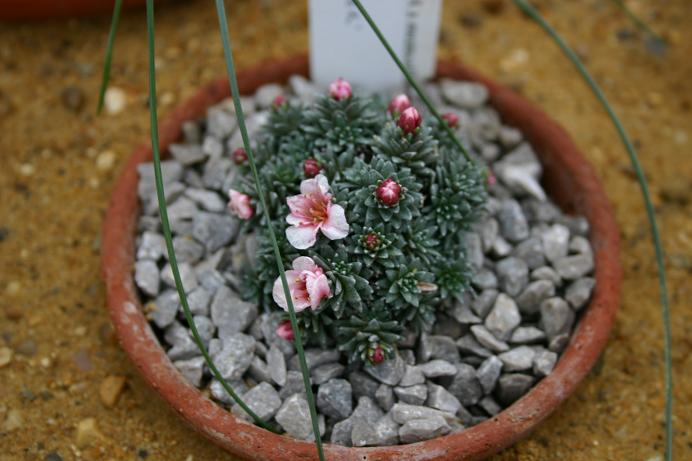 Saxifraga 'Karel Capek' 