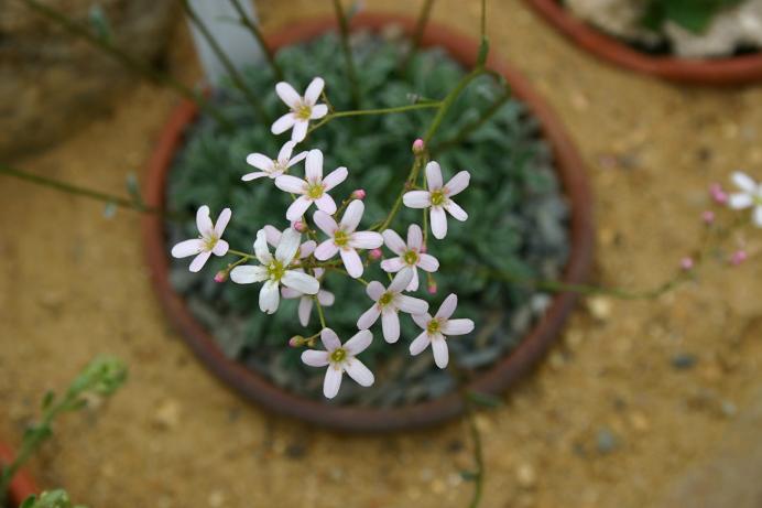 Saxifraga 'Kathleen Pinsent' 