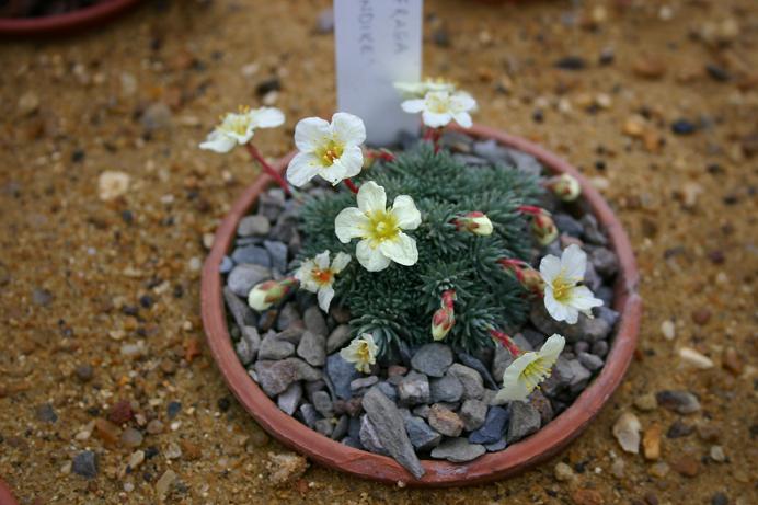 Saxifraga 'Klondyke' 