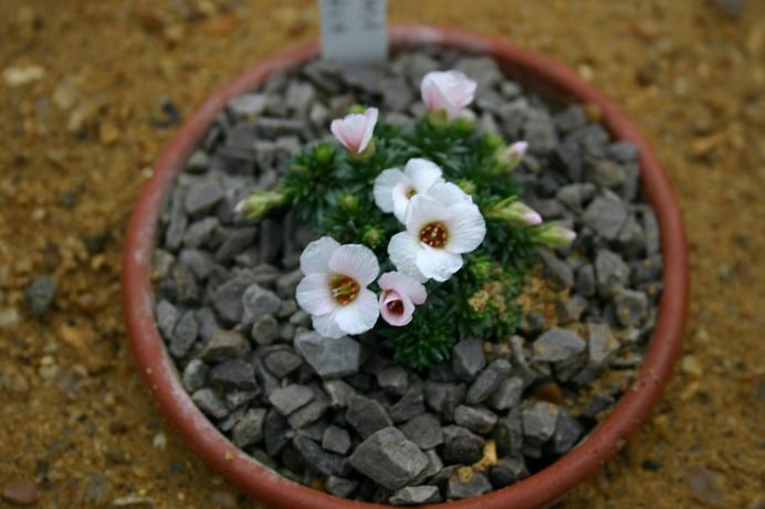 Saxifraga krasova 