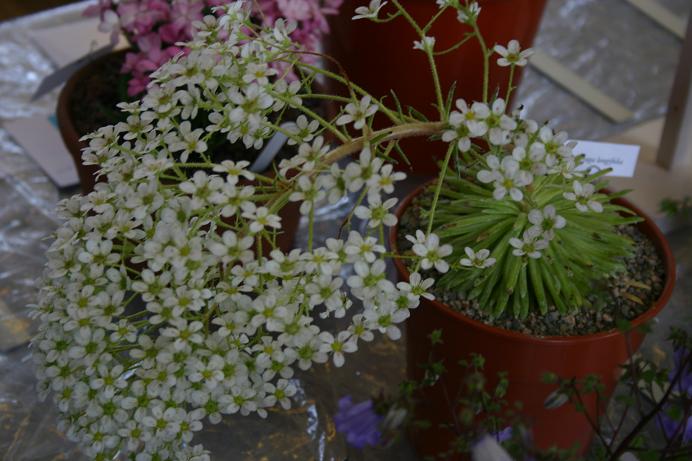 Saxifraga longifolia 