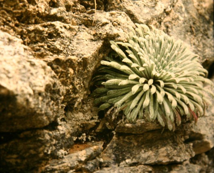 Saxifraga longifolia 