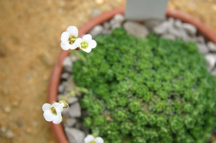 Saxifraga marginata boryi 