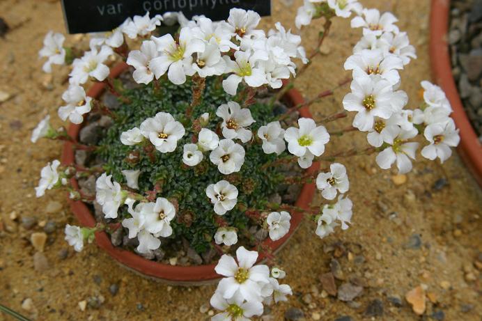 Saxifraga marginata var coriophylla 