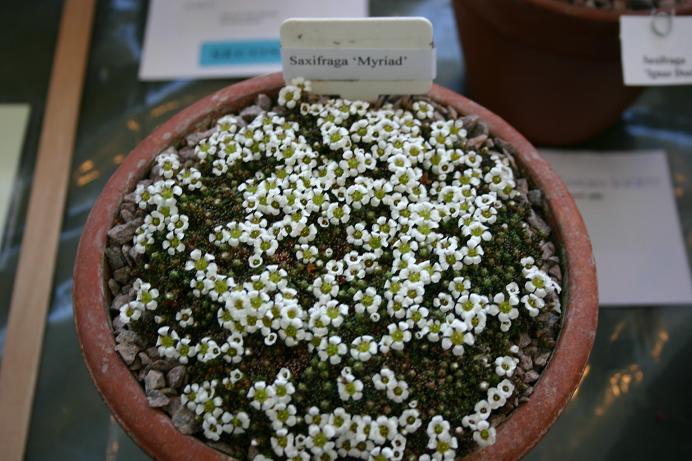 Saxifraga 'Myriad' 