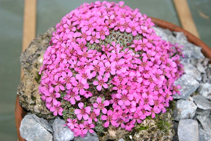 Saxifraga 'Nancye' 