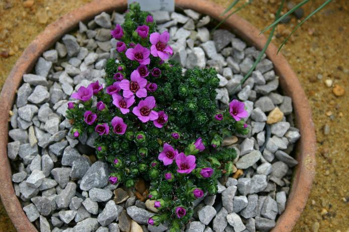 Saxifraga oppositifolia 'Ruth Draper' 