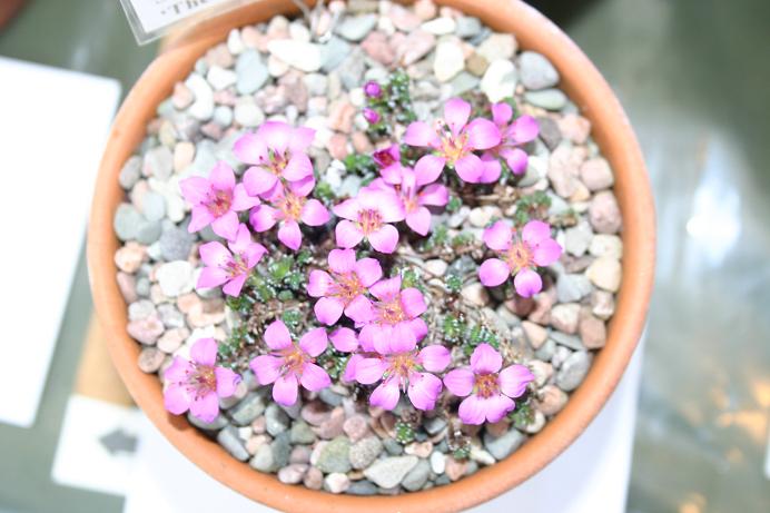 Saxifraga oppositifolia 'Theoden' 