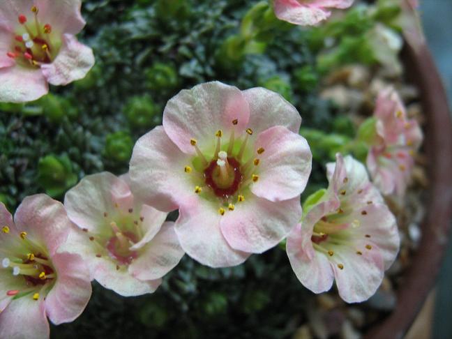 Saxifraga 'Pablo Picasso' 