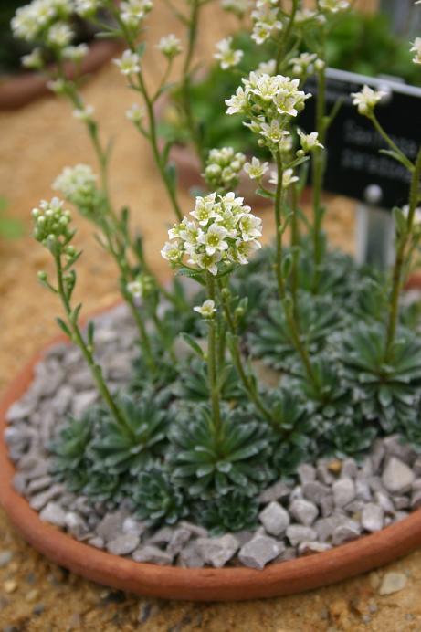 Saxifraga paradoxa 