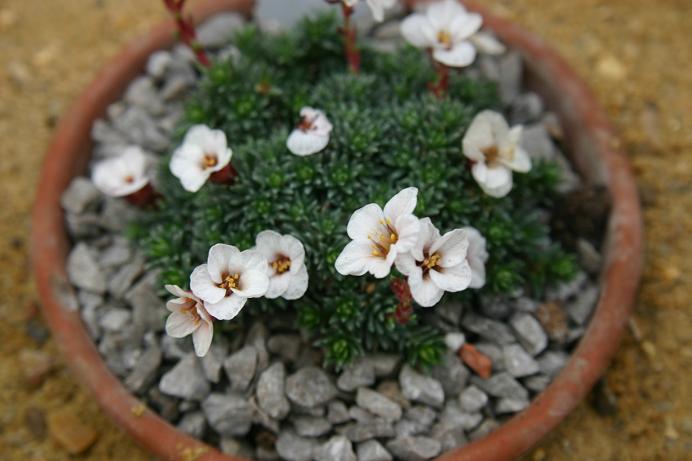 Saxifraga 'Peach Blossom' 