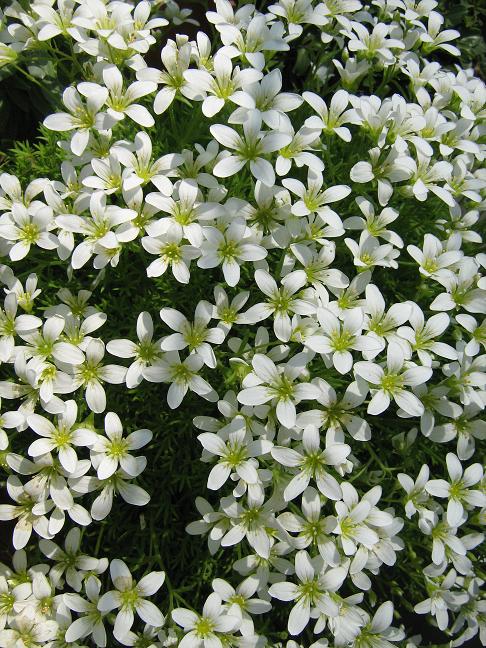 Saxifraga pedemontana ssp. prostii 