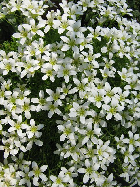 Saxifraga pedemontana ssp. prostii 