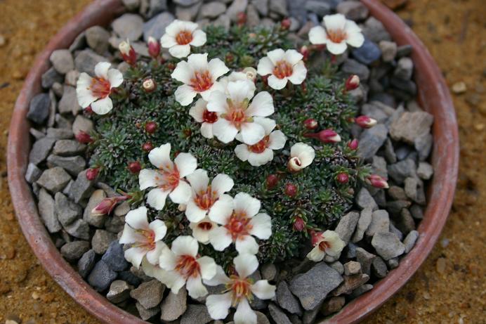 Saxifragaq 'Perikles' 