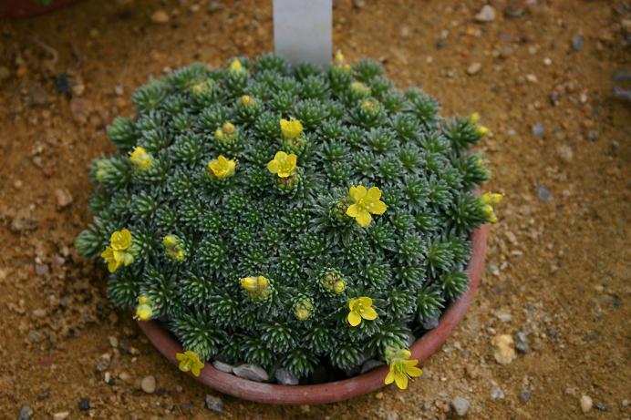 Saxifraga 'Petra' 