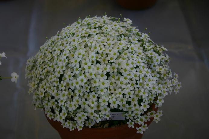 Saxifraga pubescens 'Snowcap' 