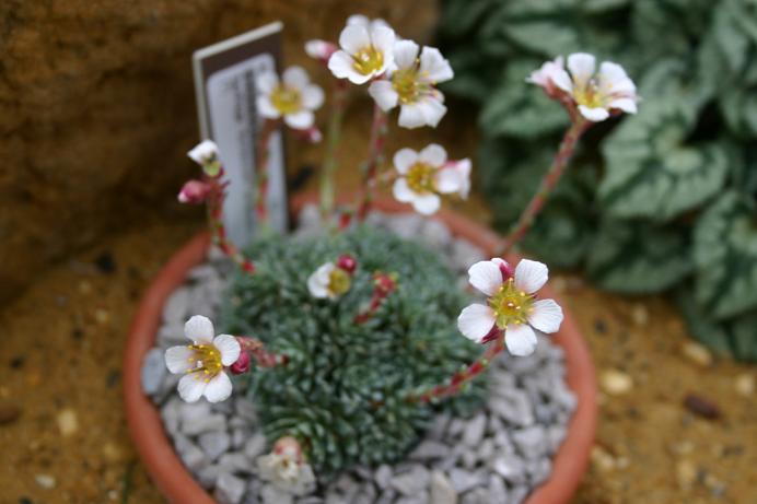 Saxifraga 'Schlecteri' 