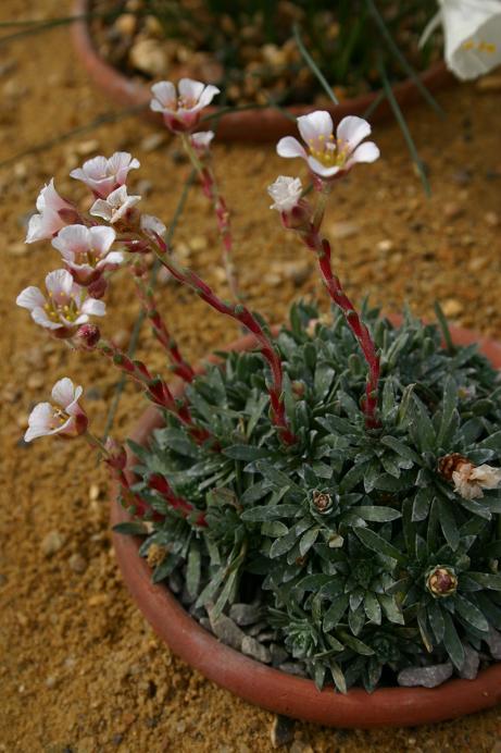 Saxifraga 'Schlecteri' 