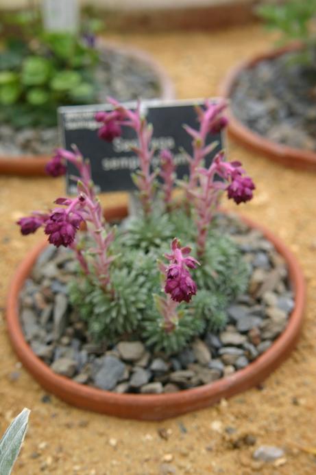 Saxifraga sempervivum 