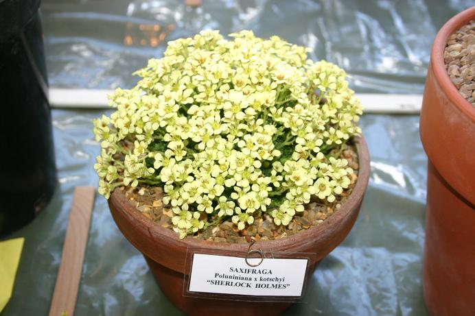 Saxifraga 'Sherlock Holmes' 