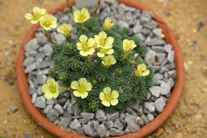 Saxifraga simmleri 