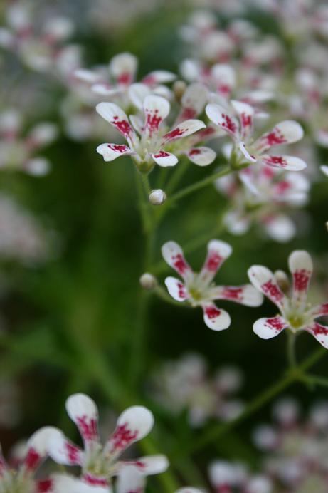 Saxifraga 'Southside Seedling' 