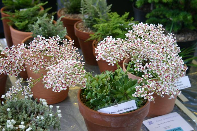 Saxifraga 'Southside Seedling' 