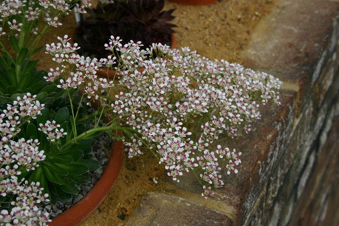 Saxifraga 'Southside Seedling' 