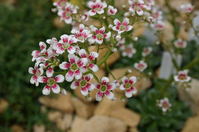 Saxifraga 'Southside Star' 