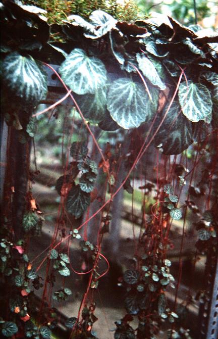 Saxifraga stolonifera 