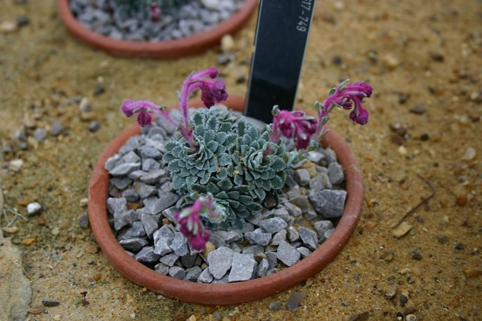 Saxifraga stribrnyi 