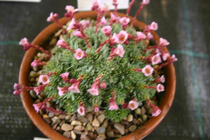 Saxifraga 'Suendermannii' 