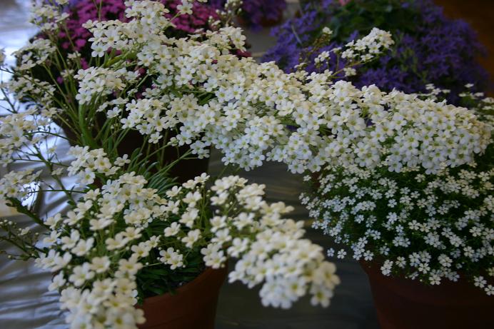 Saxifraga 'Tumbling Waters' 