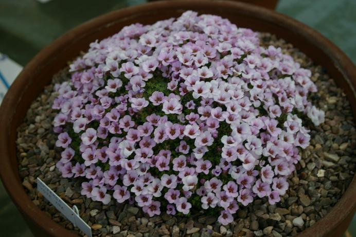 Saxifraga 'Tvoje Vira' 