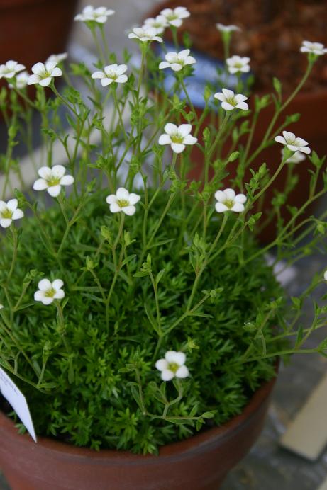 Saxifraga vayredana 