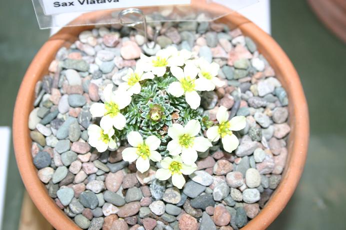 Saxifraga 'Vlatava' 