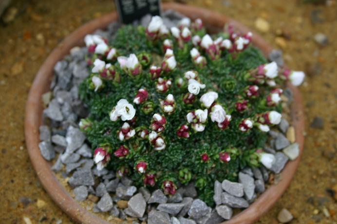 Saxifraga wendelboi 