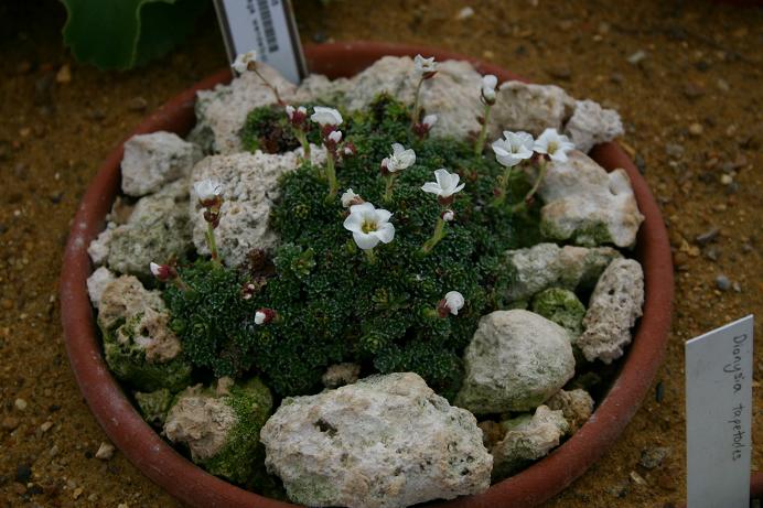 Saxifraga wendelboi 