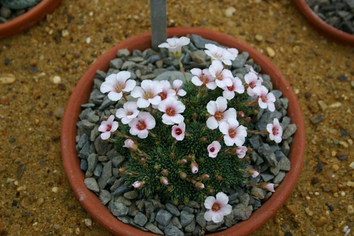 Saxifraga 'Wheatley Rose' 